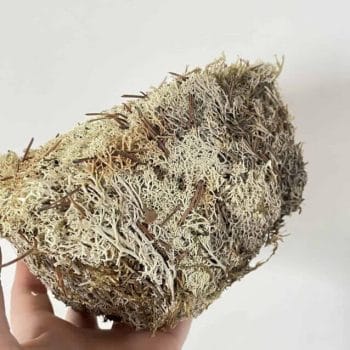 Icelandic Reindeer Moss – Freeze Dried Block 100g Made with Moss plant decoration 2