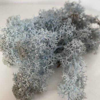 Preserved Reindeer Moss Ice Blue Art Craft Made with Moss plant decoration