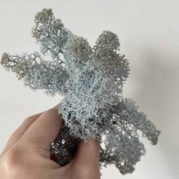 Preserved Reindeer Moss Ice Blue Art Craft Made with Moss plant decoration 2