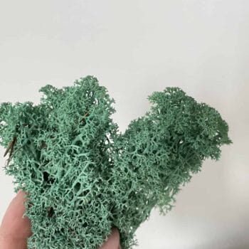 Preserved Reindeer Moss – Pacific Green Made with Moss plant decoration