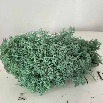 Preserved Reindeer Moss – Pacific Green Made with Moss plant decoration 2