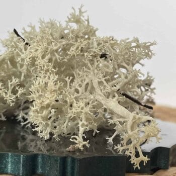 Icelandic Reindeer Moss – Freeze Dried Block 100g Made with Moss plant decoration