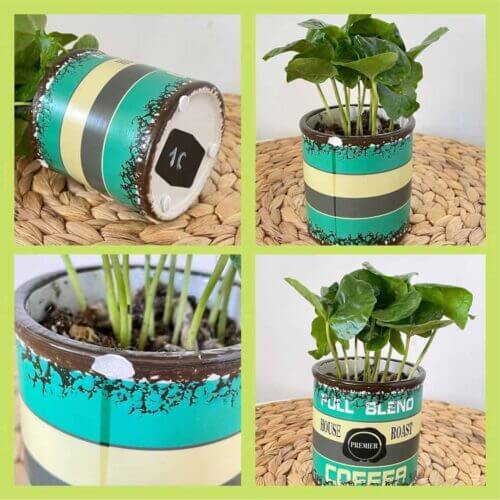 coffee plant green 1c