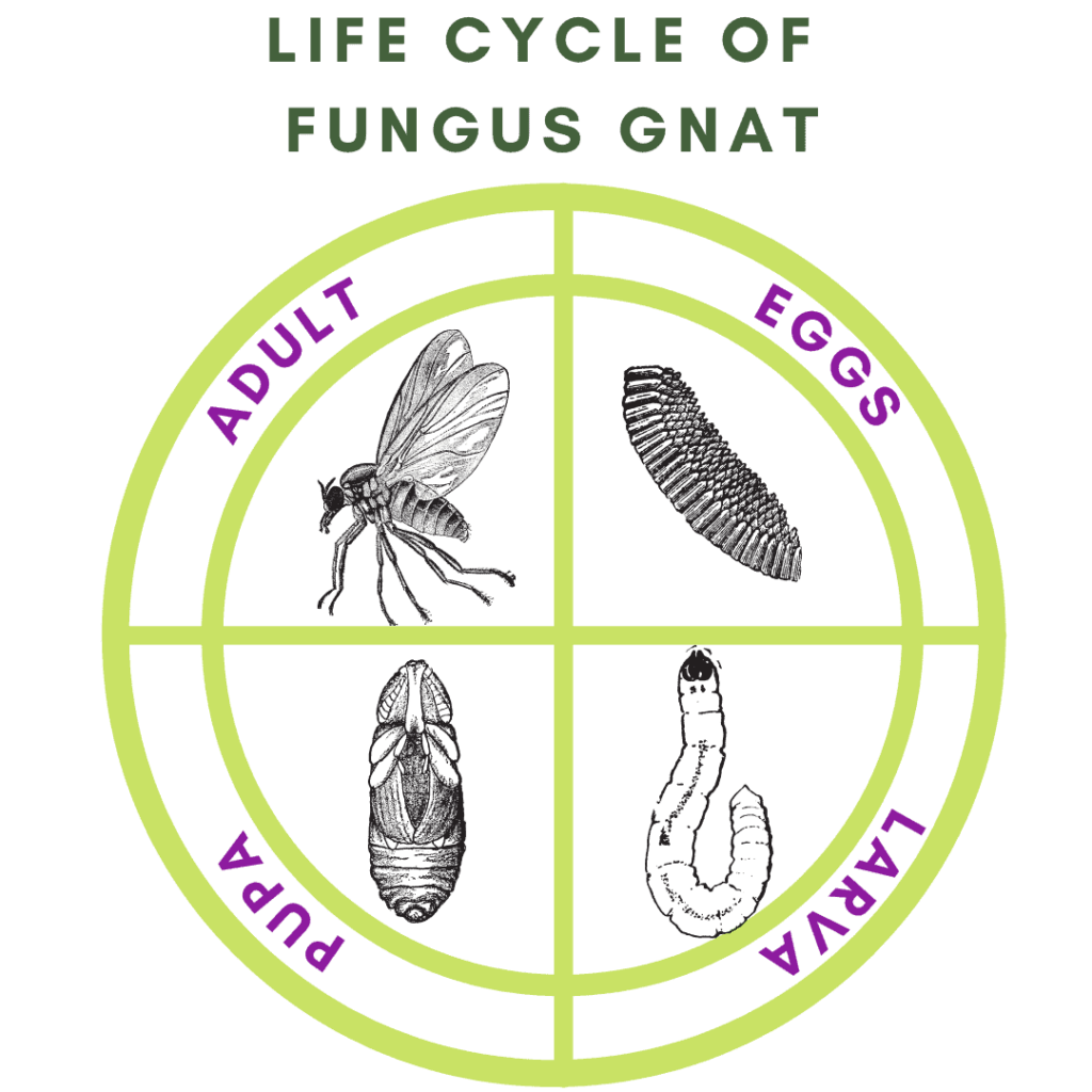 fungus gnat Life Cycle Worksheet