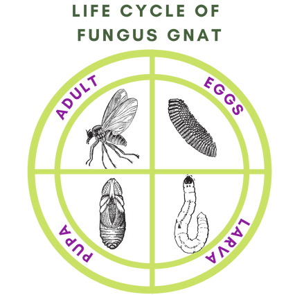 fungus gnat Life Cycle Worksheet