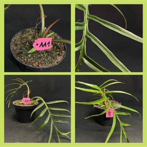 Philodendron Bipinnatifidum AA1