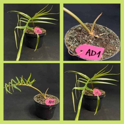 Philodendron Bipinnatifidum AD1