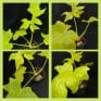 Philodendron selloum A