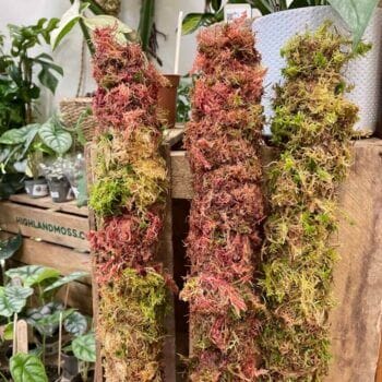 Extendable Fresh Sphagnum Moss Pole Made with Moss extendable 3