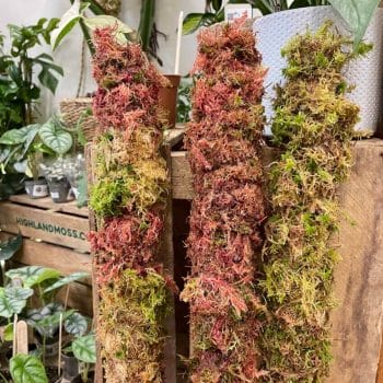 Extendable Fresh Sphagnum Moss Pole Made with Moss extendable 2