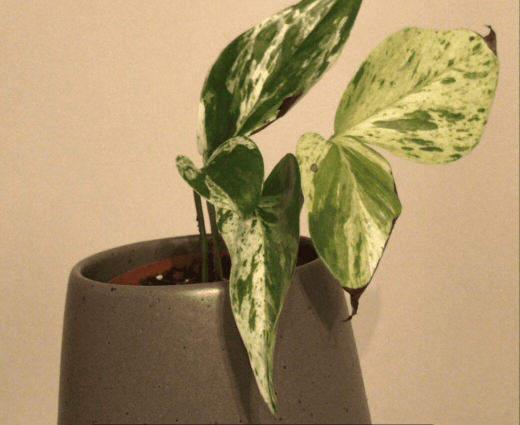 marble pothos with brown tips