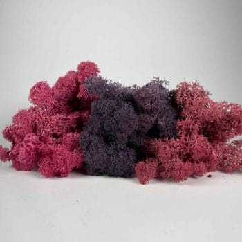 Preserved Reindeer Moss Themed Colour Sets DUSK Made with Moss plant decoration