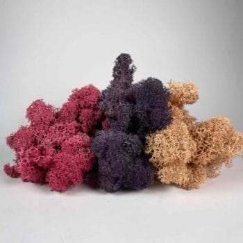 Preserved Reindeer Moss Themed Colour Sets AUTUMN Made with Moss plant decoration 2