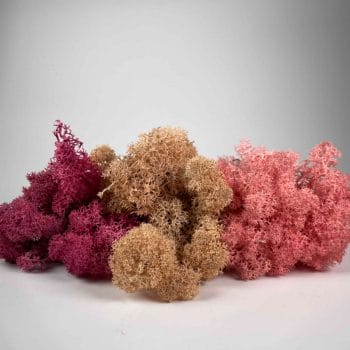 Preserved Reindeer Moss Themed Colour Sets SUNSET Made with Moss plant decoration