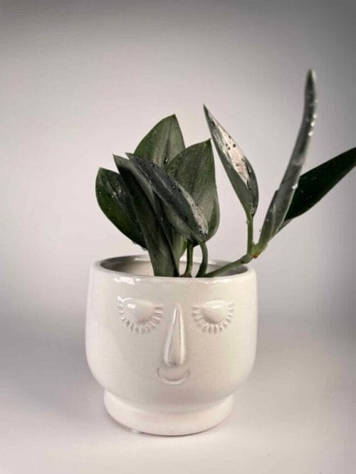 White head planter for 9cm pots Plant Accessories 9cm planter 3