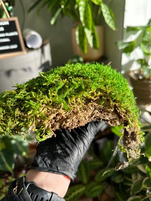 Preserved Carpet Moss Hypnum - Highland Moss