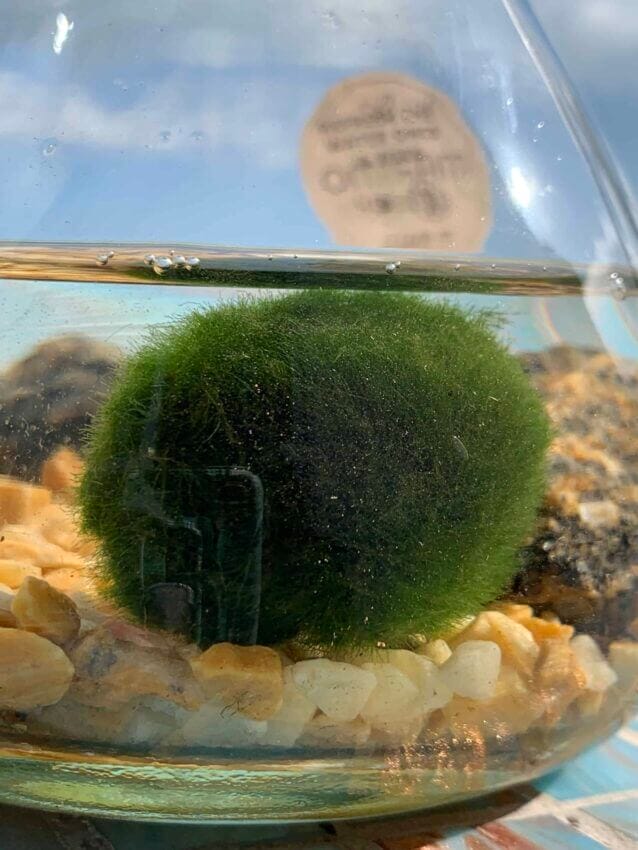 Marimo Moss - Highland Moss