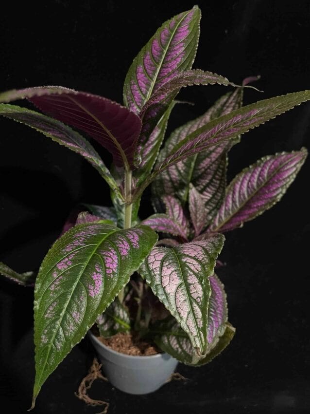 Are persian shield plant toxic best sale to dogs