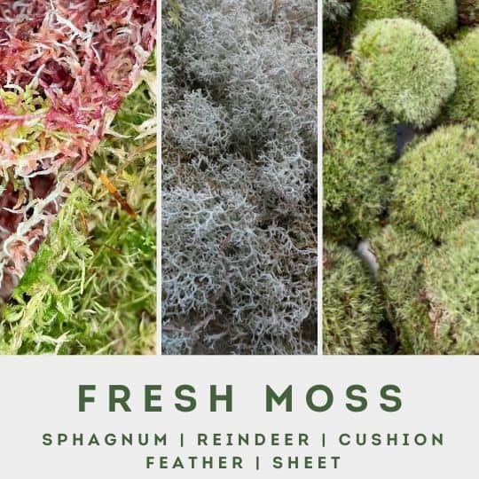 fresh moss menu block