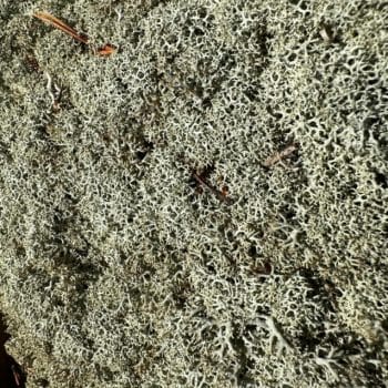 Preserved Reindeer Moss GREY Made with Moss grey