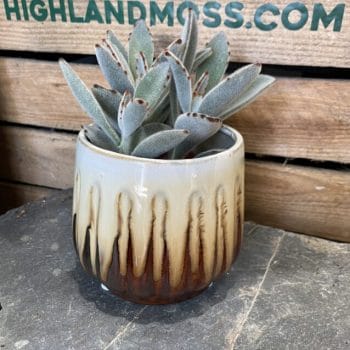 Ceramic Vintage Vibes Brown Planter for 9cm pots Planters 8cm plant