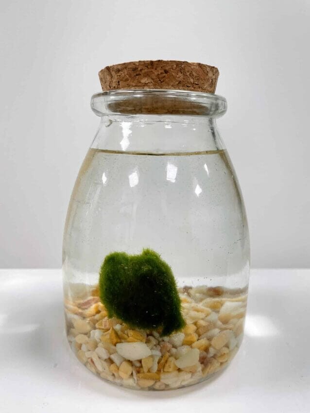 Marimo Moss Ball Eco-Glass Jar Reviews – CusRev