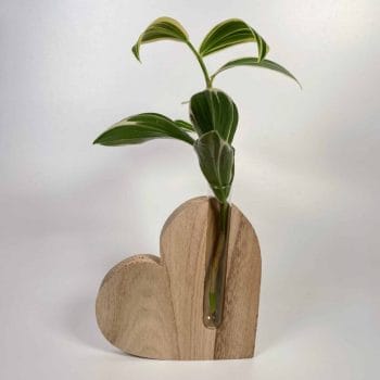 Simple Wood Propagation Station Heart Plant Accessories cuttings
