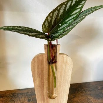 Simple Wood Propagation Station Vase Plant Accessories 3 for £25