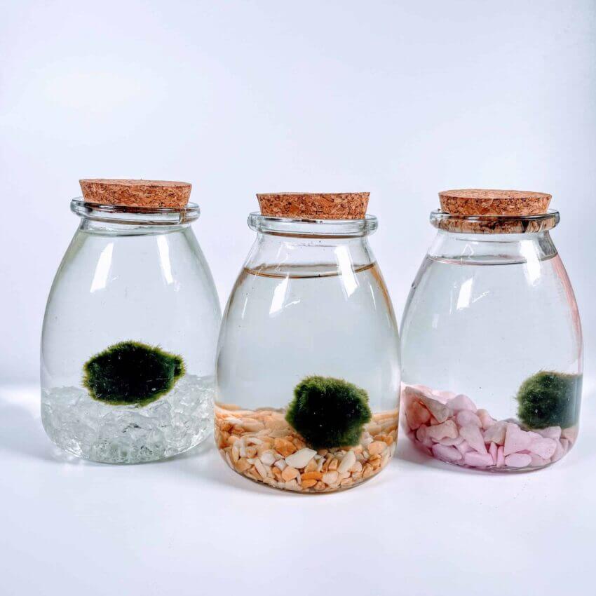 Marimo Moss Ball with Glass Jar - Liqui-Dirt