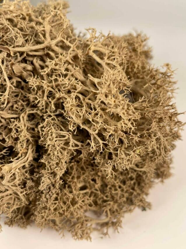 Preserved Reindeer Moss - Natural