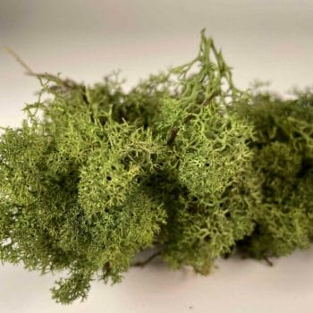 Preserved Reindeer Moss – Moss Green Made with Moss plant decoration 2