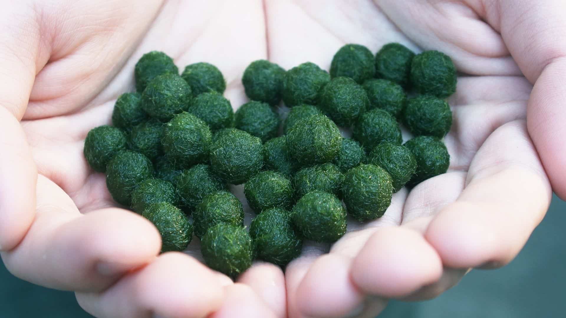 The Definitive Marimo Moss Ball Care Guide - Everything Fishkeeping