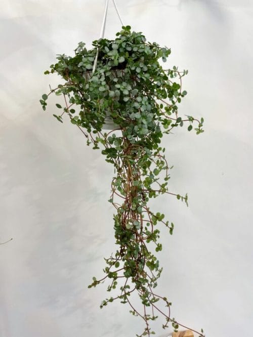 Pilea Glaucophylla Greyzy Silver Sparkles 11cm hanging pot Hanging & Trailing 11cm plant 8