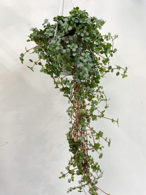 Pilea Glaucophylla Greyzy Silver Sparkles 11cm hanging pot Hanging & Trailing 11cm plant 3