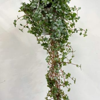 Pilea Glaucophylla Greyzy Silver Sparkles 11cm hanging pot Hanging & Trailing 11cm plant 2