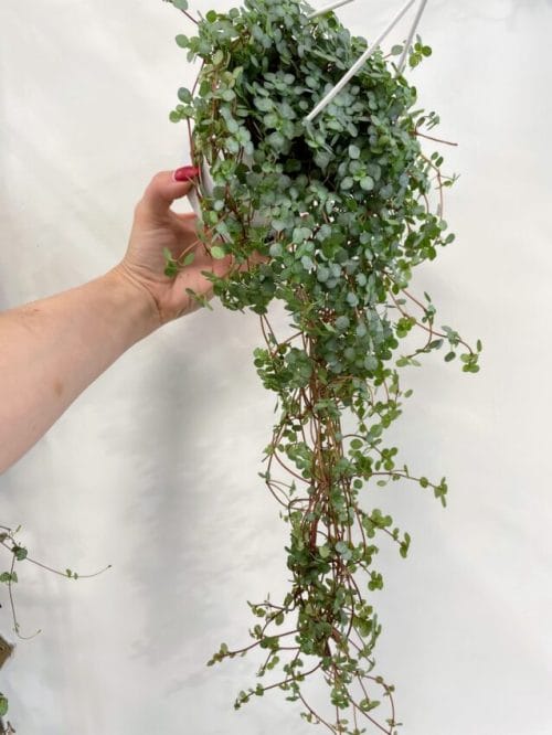 Pilea Glaucophylla Greyzy Silver Sparkles 11cm hanging pot Hanging & Trailing 11cm plant 5