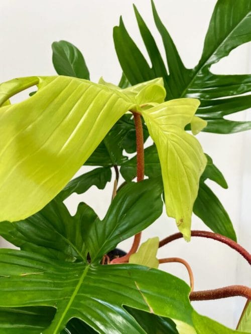 Philodendron Florida Ghost Fresh Cutting Cuttings aroid plant 7