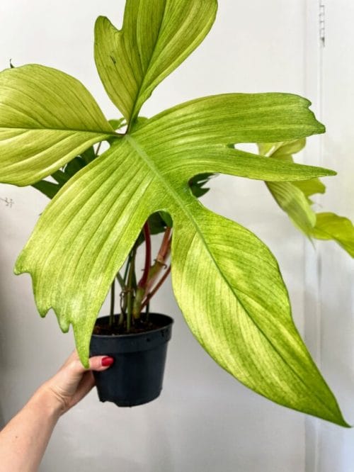 Philodendron Florida Ghost Fresh Cutting Cuttings aroid plant 6