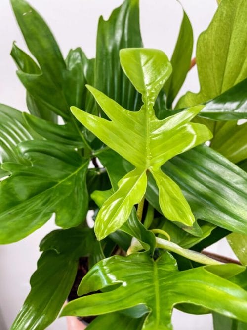 Philodendron Florida Ghost Fresh Cutting Cuttings aroid plant 4