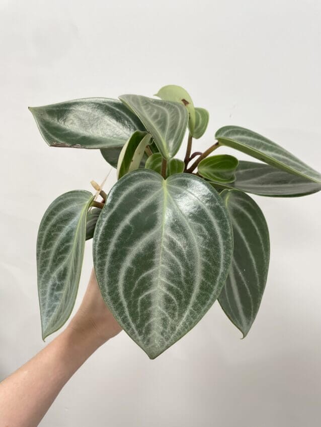 Peperomia cadente in vaso A17cm - RETIF