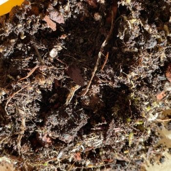 Terrarium, Vivarium and Mossarium Potting Mix Soil by Highland Moss Plant Care growing medium