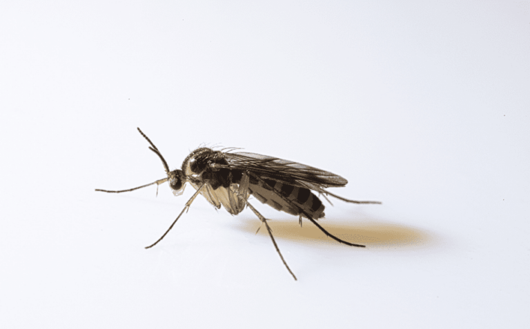 Home remedies to prevent and eliminate pests