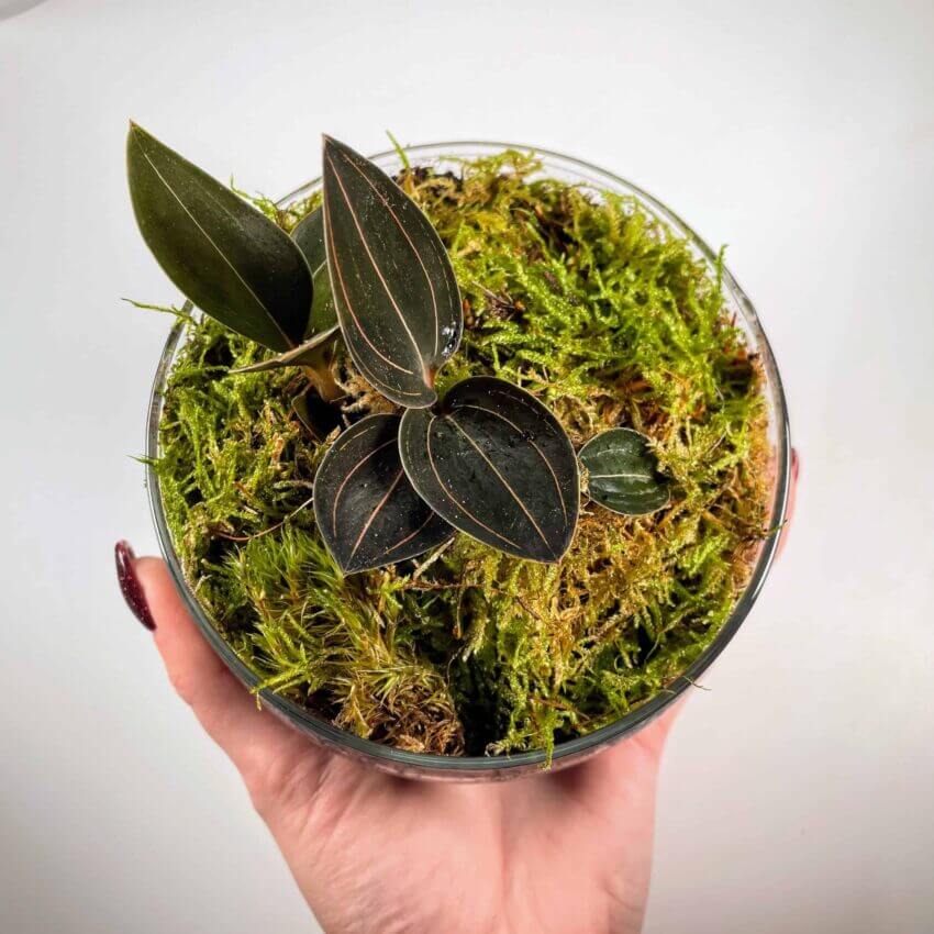 Jewel Orchids Glass Terrarium With Cushion Moss - Highland Moss