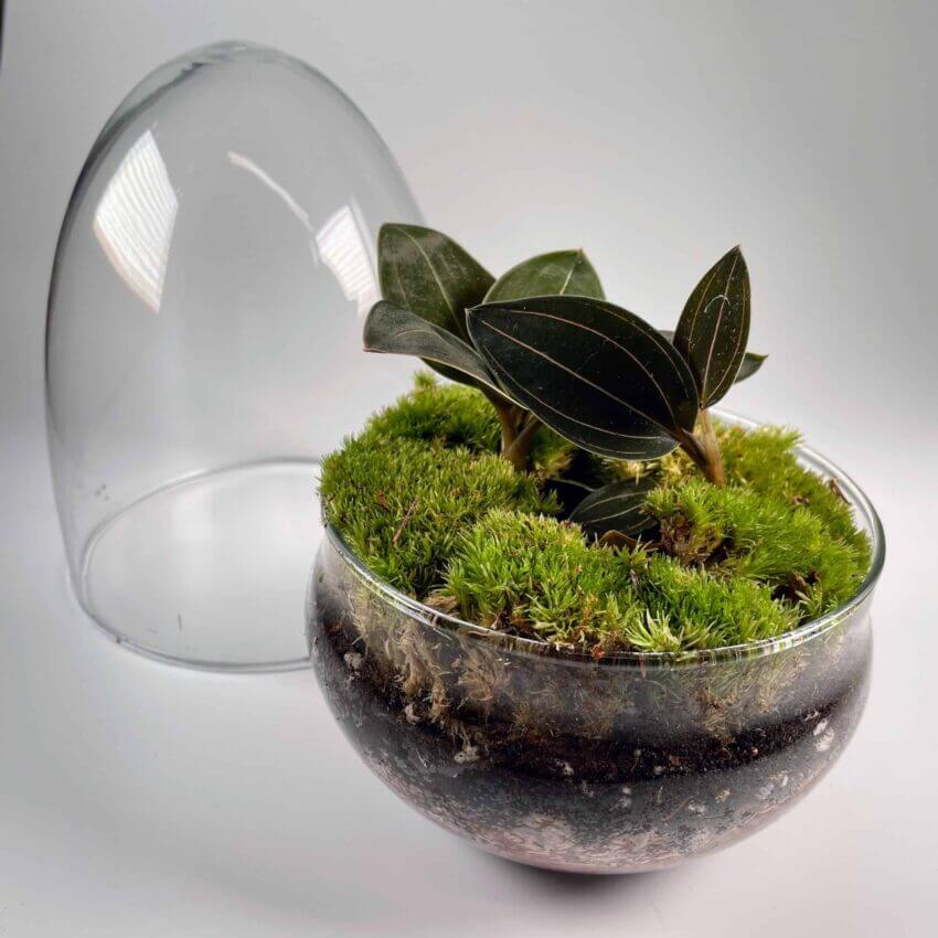 Jewel Orchids Glass Terrarium With Cushion Moss - Highland Moss