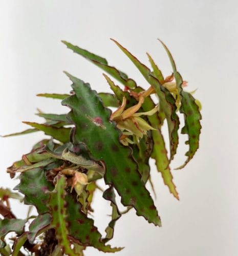 Begonia Care Guide