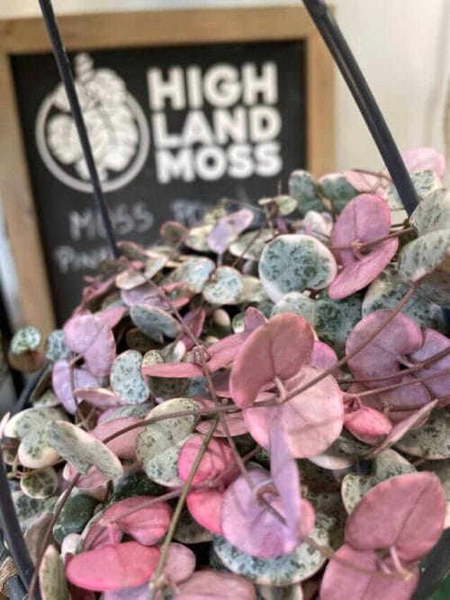 Close up Variegated String Of Hearts Ceropegia Woodii leaves. With highland moss logo and name on a chalkboard sign with wooden edges