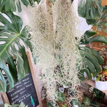 Spanish Moss Air Plant Tillandsia Usneoides Hanging & Trailing airplant 2