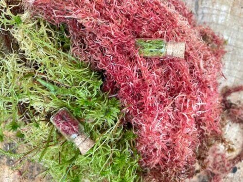 fresh sphagnum moss