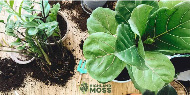 How to know your plant needs repotted