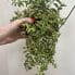 variegated aeschynanthus bolero bicolore lipstick plant 14cm